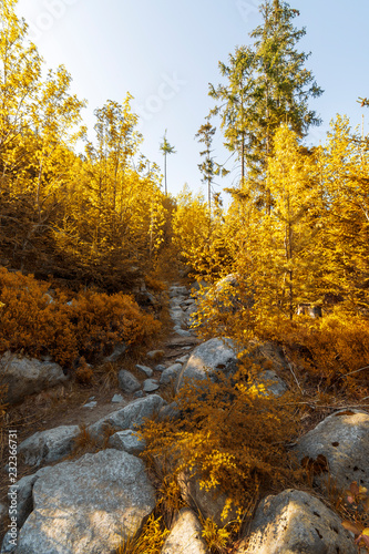 autumn trees in the forest