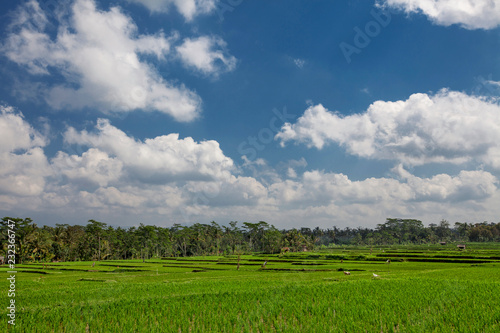 Beautiful natural landscape  green rice field