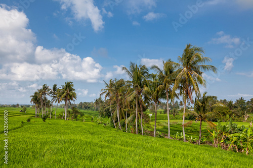 Beautiful view of Balinese green rice growing on tropical field terraces