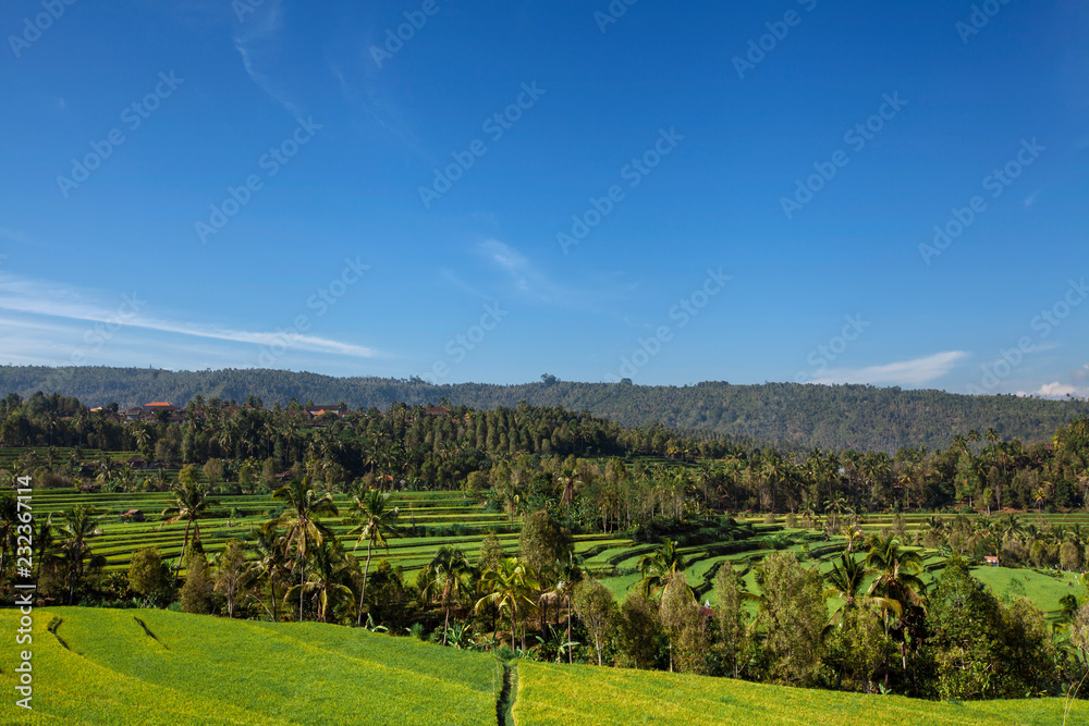 Panorama of beautiful terraced rice field on Bali Indonesia