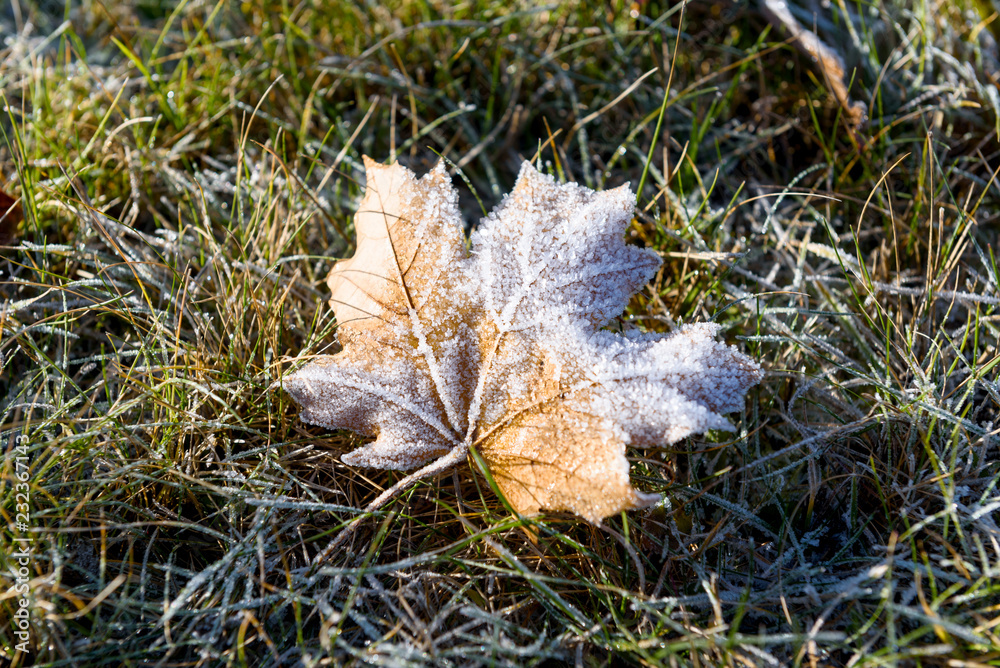 Fallen autumn leaf covered with frost crystals Fallen autumn leaf covered with frost crystals