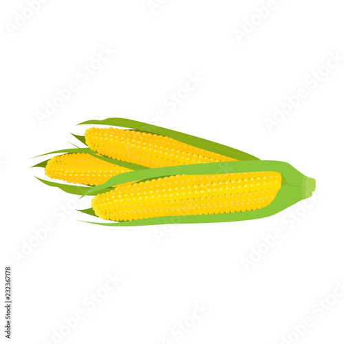 Young fresh corn on the cob on white background.