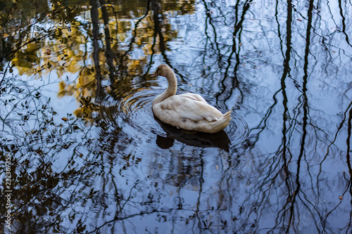 A white swan swimming in a calm pond in a wooded area in late autumn.
