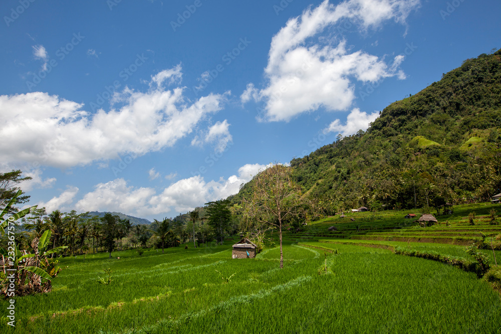 Fototapeta premium Terraced rice field in harvest season in bali, indonesia