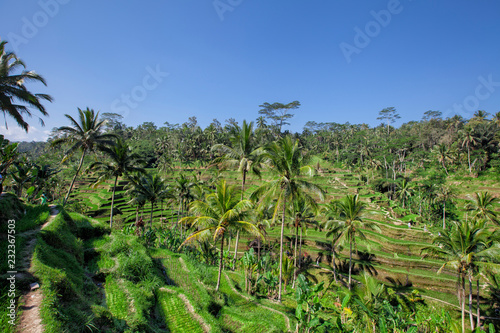 Tegallalang Rice Terraces in Ubud is famous for its beautiful scenes of rice paddies involving the subak (traditional Balinese cooperative irrigation system