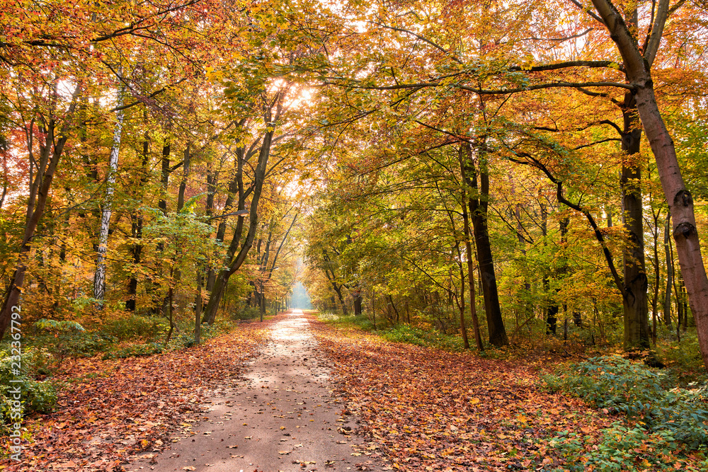 Weg im Herbstwald Weg im Herbstwald