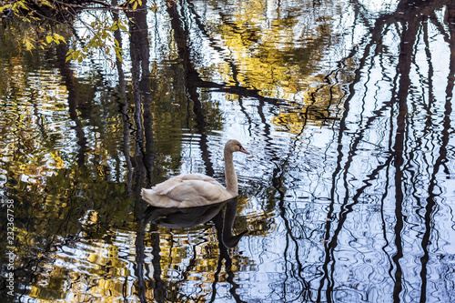 Obraz na płótnie A white swan swimming in a calm pond in a wooded area in late autumn. w salonie