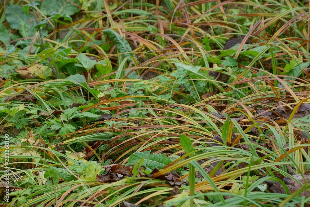 natural plant texture of green and brown long grass