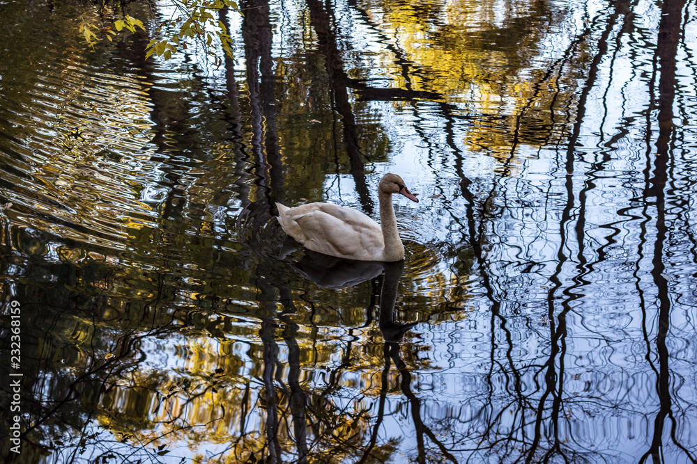 A white swan swimming in a calm pond in a wooded area in late autumn.