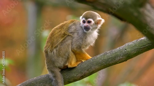 Common squirrel monkey 
