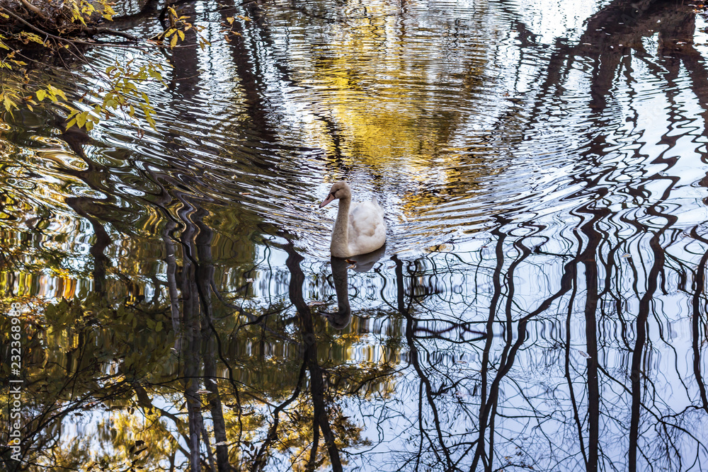 A white swan swimming in a calm pond in a wooded area in late autumn.