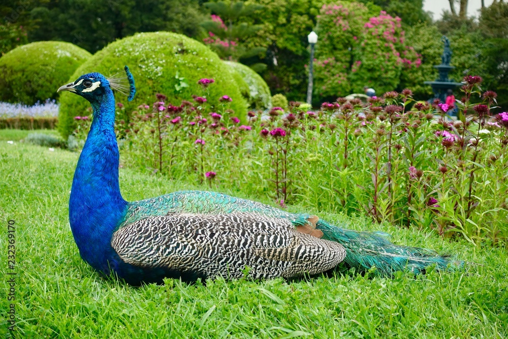 Peacock Resting in Park Setting Peacock Resting in Park Setting
