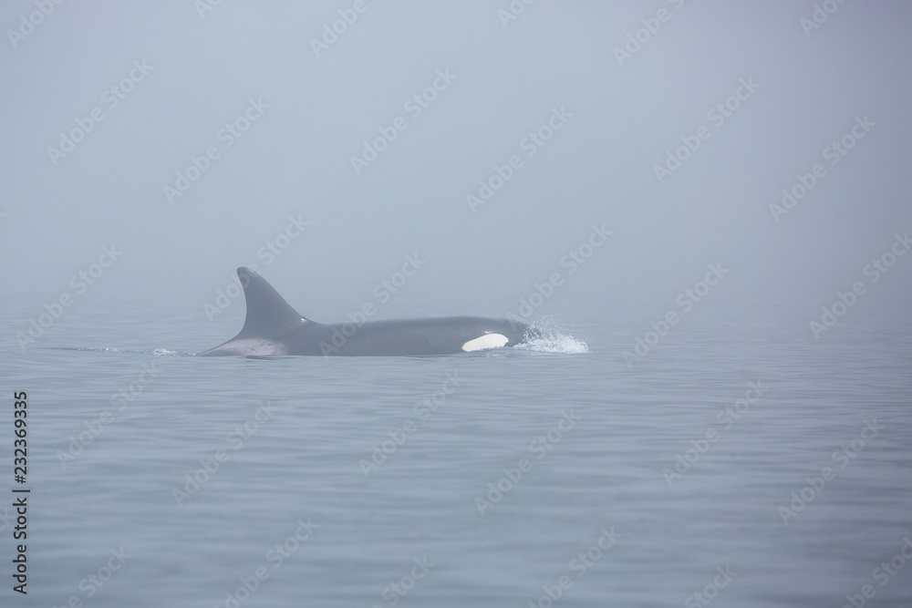 Fototapeta premium a whale killer in the fog in the sea