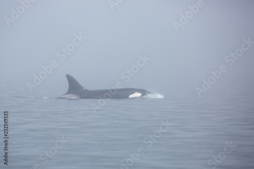  a whale killer in the fog in the sea