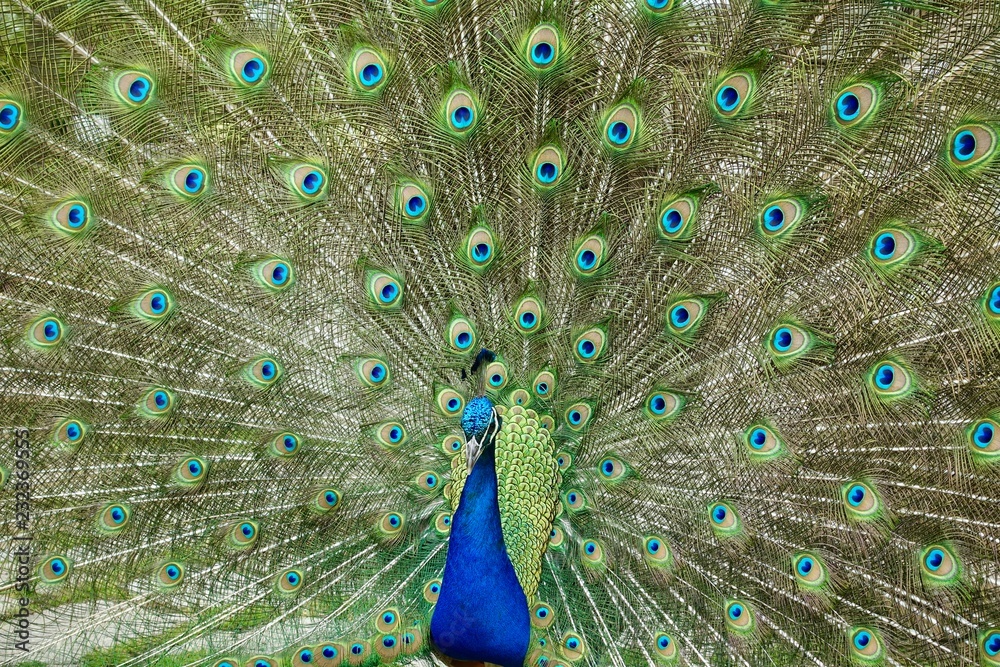 Obraz premium Displaying Peacock