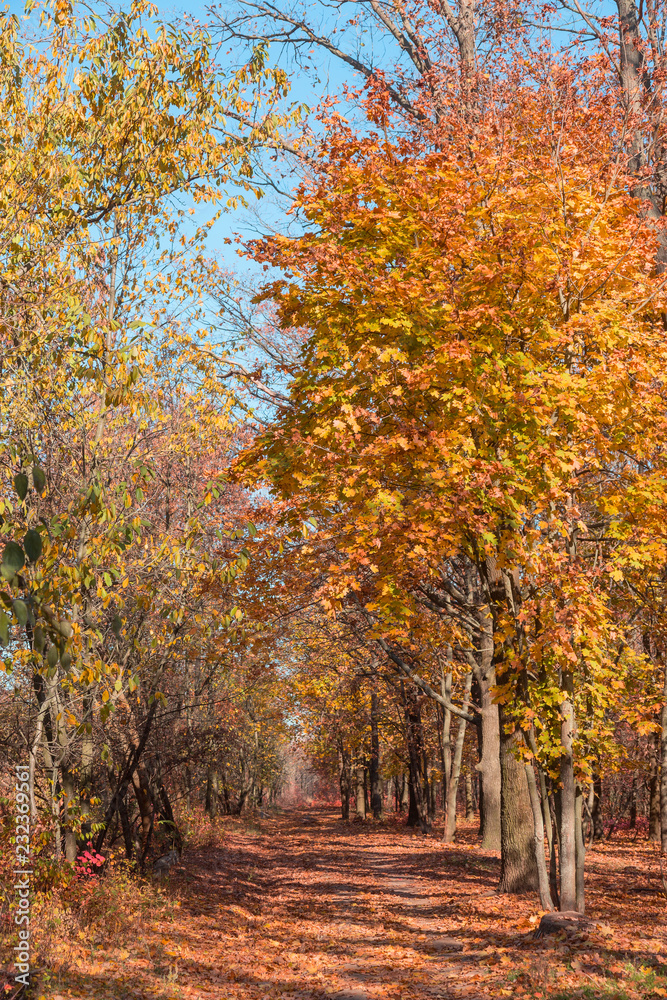 Autumn forest with rays of warm light illuminating the golden foliage and footpath leading to the scene. Magnificent autumn scene in a colorful forest. Concept of beauty of the nature. Autumn calendar