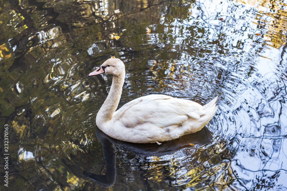 A white swan swimming in a calm pond in a wooded area in late autumn.