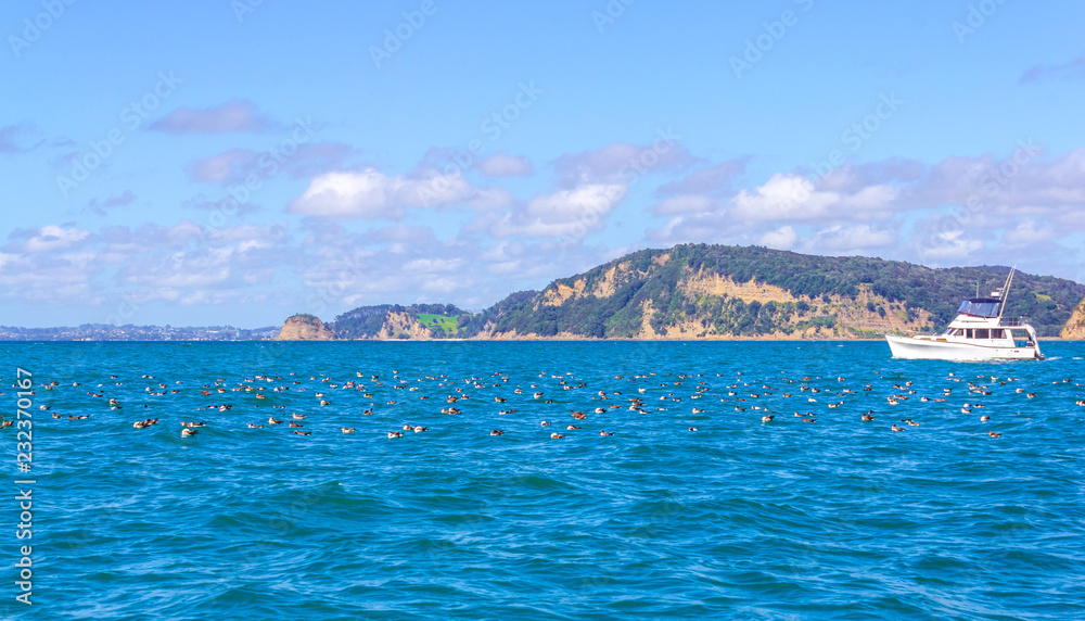 Flock of Sea Birds at Mahurangi Beach Auckland, New Zealand