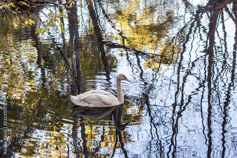 A white swan swimming in a calm pond in a wooded area in late autumn.