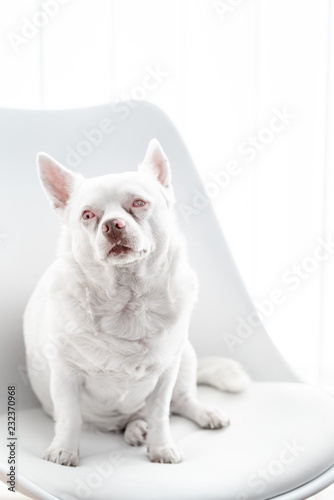 weißer Hund auf Stuhl vor weißem hintergrund © Christoph