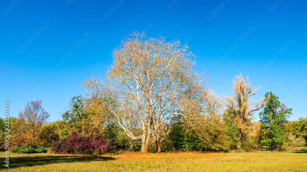 Panoramic view of deciduous forest at golden Autumn in Germany, sunset, sunny day