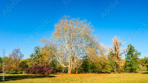 Fototapeta Naklejka Na Ścianę i Meble -  Panoramic view of deciduous forest at golden Autumn in Germany, sunset, sunny day