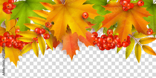 Autumn background or border, autumn leaves and berries, isolated on white background