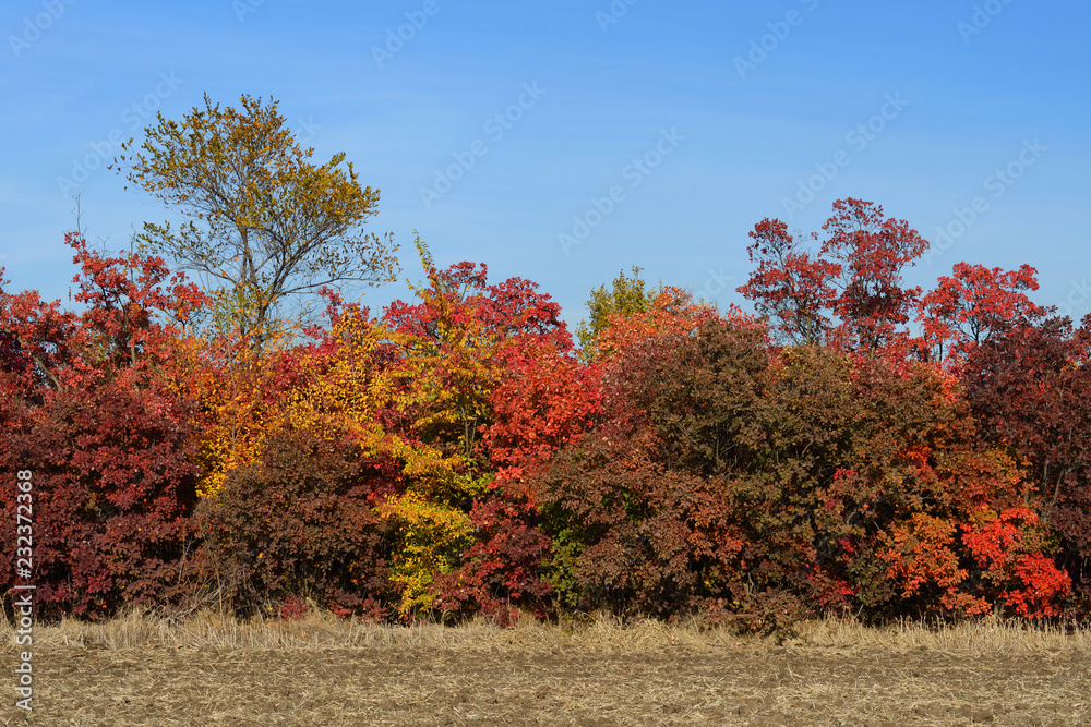 Naklejka premium Colorful autumn trees under blue sky