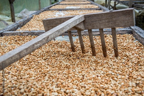 Coffee beans left to dry, Roca Bem Posta, Sao Tome and Principe