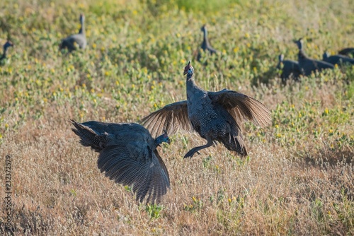 Fighting Helmeted guineafowls (Numida meleagris), Etosha National Park, Namibia, Africa photo