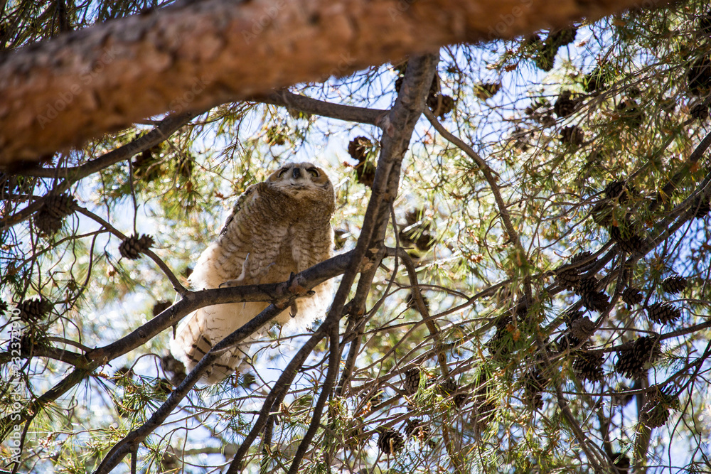 Fototapeta premium great horned owl on tree