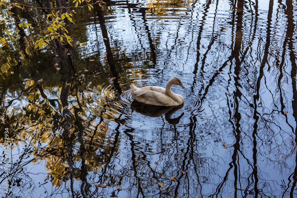 A white swan swimming in a calm pond in a wooded area in late autumn.