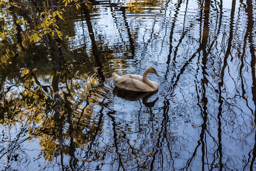 Obraz na płótnie A white swan swimming in a calm pond in a wooded area in late autumn. w salonie