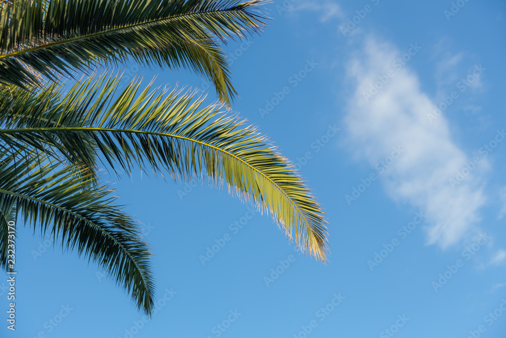 Palm trees on blue sky and white clouds Palm trees on blue sky and white clouds