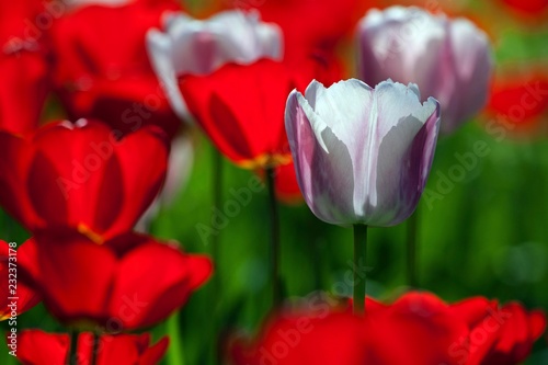 White Tulip between red blossoms (Tulipa sp.), back light, Baden-Wurttemberg, Germany, Europe