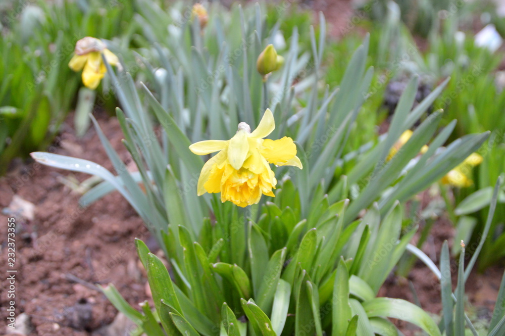 yellow flower yellow flower