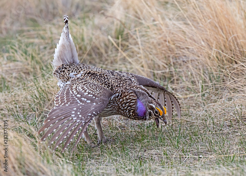 Sharp-tailed Grouse at a Lek