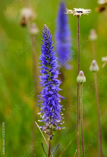 Spiked speedwell (Veronica spicata), Konigsbrunner Heide, Augsburg, Bavaria, Germany, Europe
