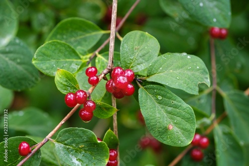 Fly honeysuckle (Lonicera xylosteum), fruits, Bavaria, Germany, Europe