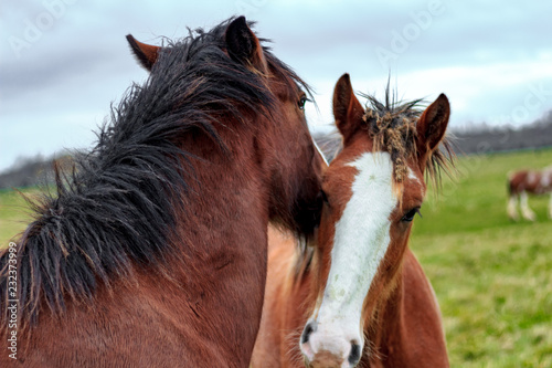 Close up of 2 horses playing with each other by butting heads and biting on a dim autumn day on a farm with vibrant green grass.