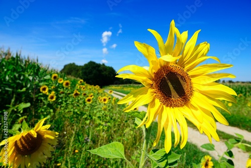 Sunflower field near Niederaichbach, Eastern Bavaria, Lower Bavaria, Bavaria, Germany, Europe photo