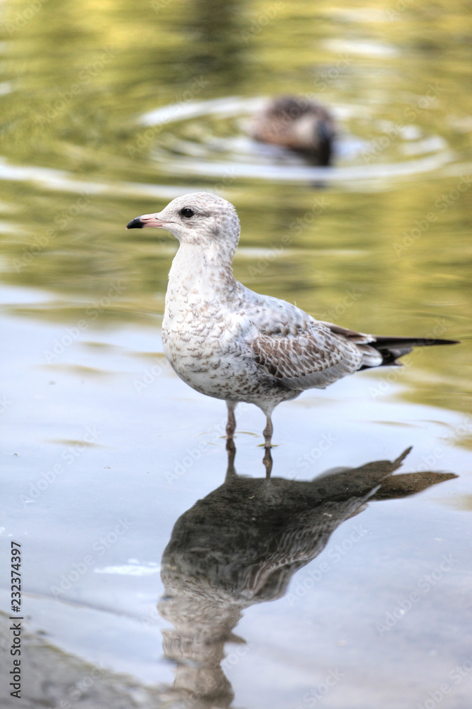 Ring-billed Gull of the Laridae Family of Seagulls Ring-billed Gull of the Laridae Family of Seagulls