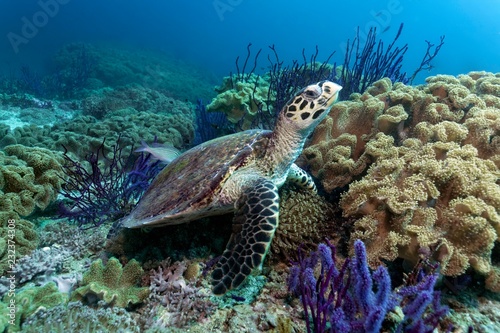 Hawksbill sea turtle (Eretmochelys imbricata), in the coral reef between Red sea whip (Ellisella sp.) and leathery corals (Alcyoniidae), Daymaniyat Islands Nature Reserve, Khawr Suwasi, Al-Batina Provin photo