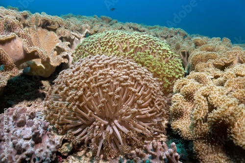 Goniopora (Goniopora columna), framed by leather corals (Ellisella sp.), Daymaniyat Islands Nature Reserve, Khawr Suwasi, Al-Batina Province, Indian Ocean, Sultanate of Oman photo