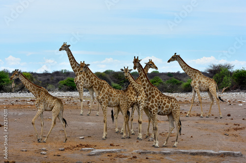 Giraffen am Wasserloch im Etosha National Park Namibia