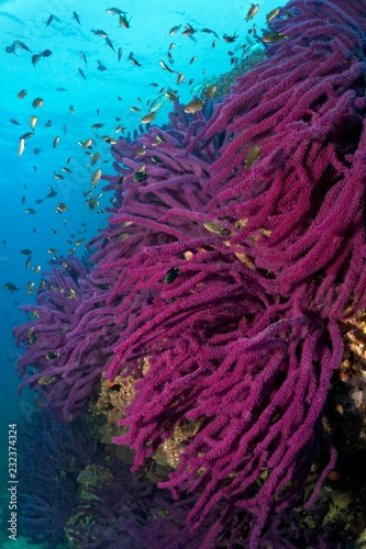 Steep wall with Red sea whip (Ellisella sp.), Daymaniyat Islands Nature Reserve, Indian Ocean, Khawr Suwasi, Al-Batina province, Oman, Asia photo
