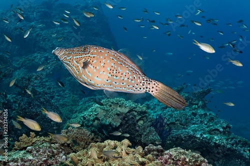 Scrawled filefish (Aluterus scriptus) floats over coral reef, various Damselfish (Pomacentridae), Daymaniyat Islands nature reserve, Indian Ocean, Khawr Suwasi, Al-Batina province, Oman, Asia photo