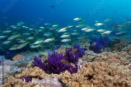 Ehrenberg's Snapper (Lutjanus ehrenbergii), swarm floats over coral reef, reef roof with Red sea whip (Ellisella sp.), leathery corals (Alcyoniidae), Daymaniyat Islands nature reserve, Indian Ocean, Khawr Suwasi, Al-Batina province, Oman, Asia photo