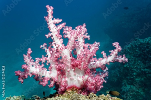 Klunzinger's soft coral (Dendronephtyha klunzingeri), on reef top, Daymaniyat Islands nature reserve, Indian Ocean, Khawr Suwasi, Al-Batina province, Oman, Asia photo