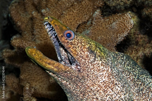 Yellow-edged moray (Gymnothorax flavimarginatus), between leathery corals (Alcyoniidae), Daymaniyat Islands Nature Reserve, Khawr Suwasi, Al-Batina Province, Indian Ocean, Oman, Asia photo